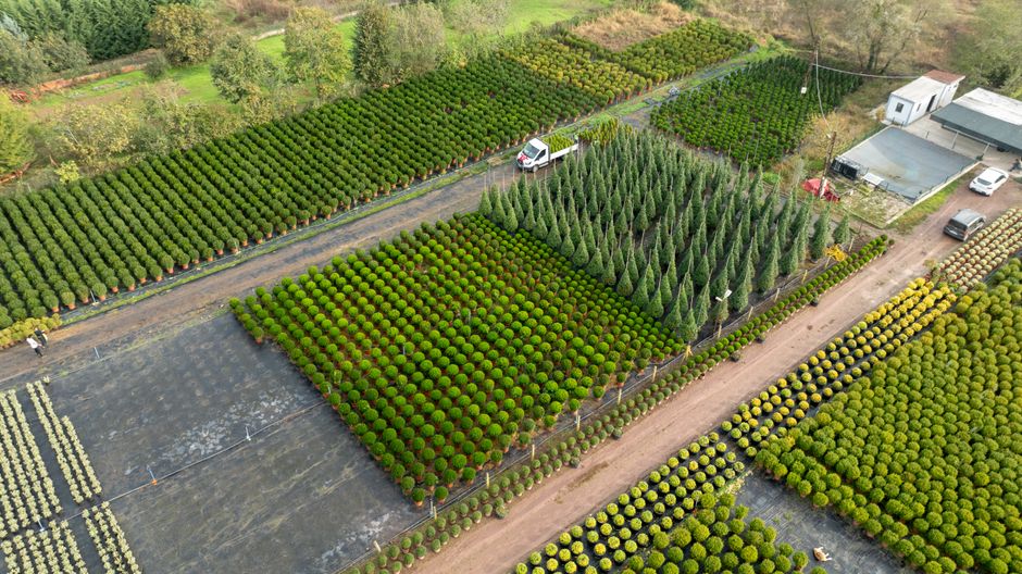 Aerial view of a tree nursery with long rows of shaped conifers and shrubs