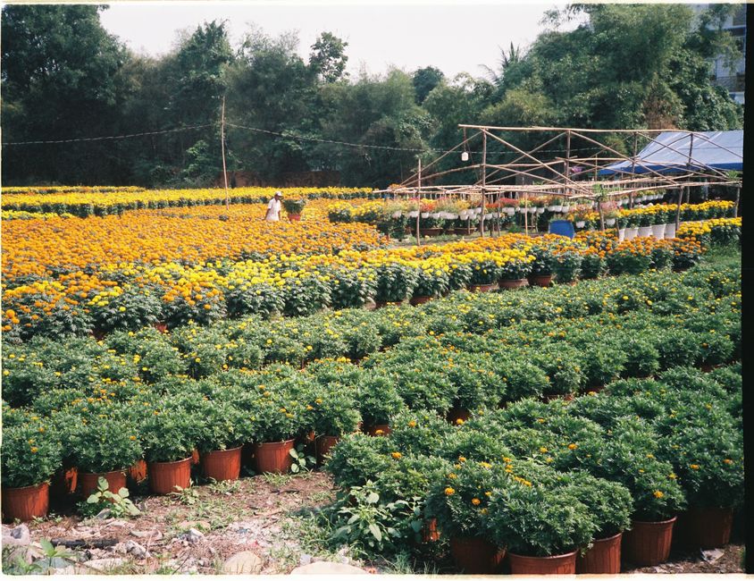Rows of potted flowering plants at an outdoor nursery