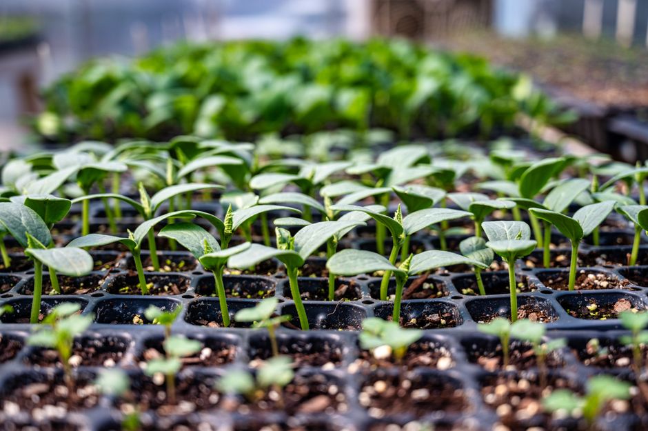 Trays of young vegetable seedlings in a greenhouse